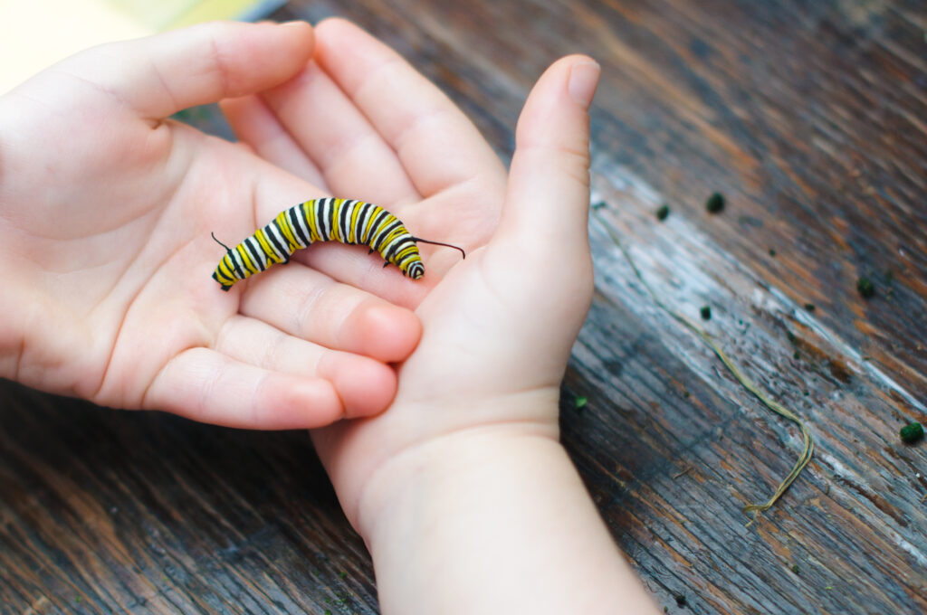 The Little Caterpillar: A Celebrate Literacy Week Activity
