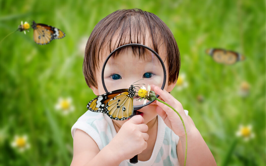 Butterfly Life Cycle: A Celebrate Literacy Week Activity