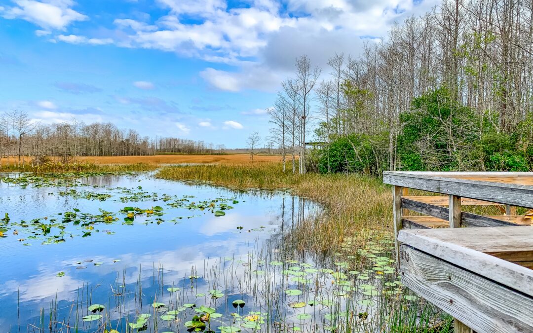 Florida State Parks – Where Nature Becomes the Classroom!